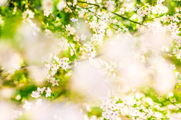 Körsbärs träd blomma på våren, vita blommor som naturen bakgrunds — Stockfoto