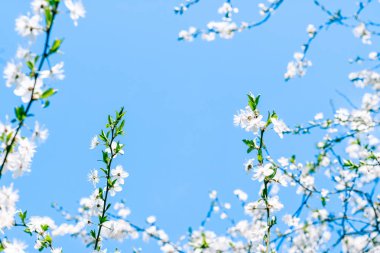 Kiraz ağacı çiçeği ve mavi gökyüzü, Doğa arka plan müziği olarak beyaz çiçekler