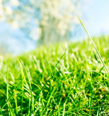 Güneşin doğuşunda yeşil bir alanda taze çim ve güneşli mavi gökyüzü, Natu