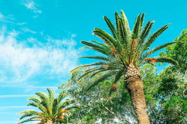 Пальмовое дерево на фоне пляжа, летние путешествия
