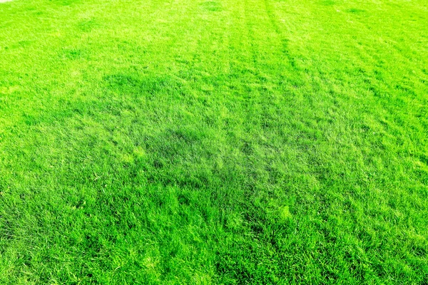 Fond de champ de gazon, pelouse arrière-cour parfaite — Photo