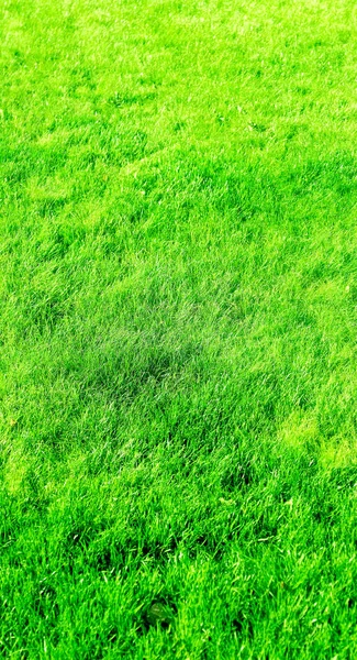 Trawa pole tła, idealny trawnik podwórku — Zdjęcie stockowe