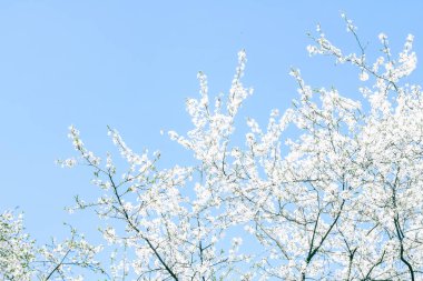 Kiraz ağacı çiçeği ve mavi gökyüzü, Doğa arka plan müziği olarak beyaz çiçekler