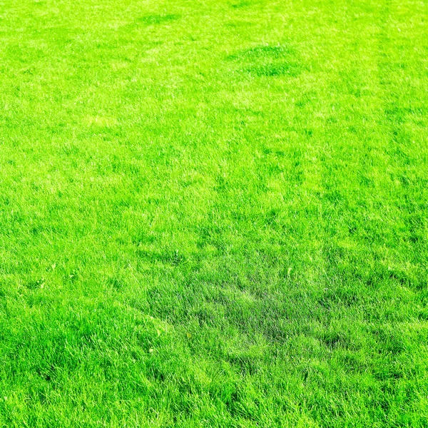 Grass field background, perfect backyard lawn