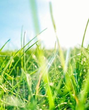 Güneşin doğuşunda yeşil bir alanda taze çim ve güneşli mavi gökyüzü, Natu