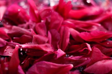 Romantik soyut çiçek arkaplanı, sudaki pembe çiçek yaprakları.