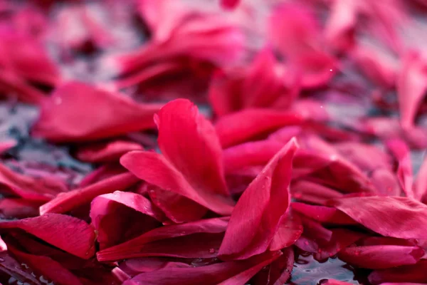 Fondo floral abstracto romántico, pétalos de flores rosadas en agua — Foto de Stock