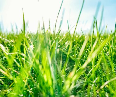 Güneşin doğuşunda yeşil bir alanda taze çim ve güneşli mavi gökyüzü, Natu