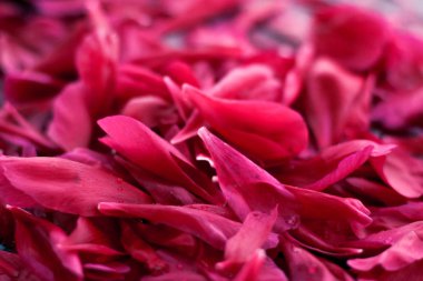 Romantik soyut çiçek arkaplanı, sudaki pembe çiçek yaprakları.