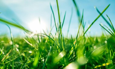 Güneşin doğuşunda yeşil bir alanda taze çim ve güneşli mavi gökyüzü, Natu