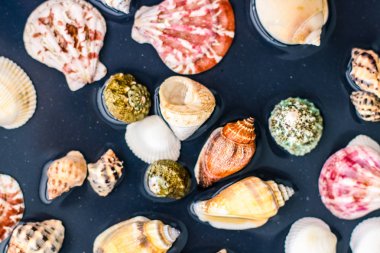 Deniz kabuğu arka plan, yaz hedef ve plaj tatil t