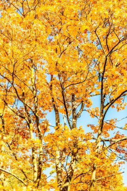 Sonbahar Doğa sahne arka plan, yaprakları ve ağaçlar açık havada