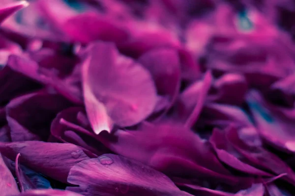 Fondo floral abstracto, pétalos de flores moradas en agua — Foto de Stock