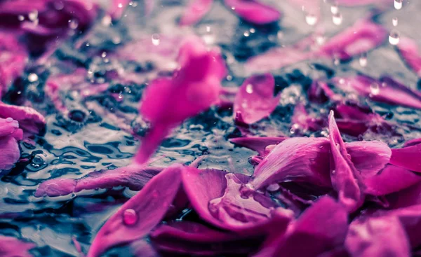 Fondo floral abstracto, pétalos de flores moradas en agua — Foto de Stock