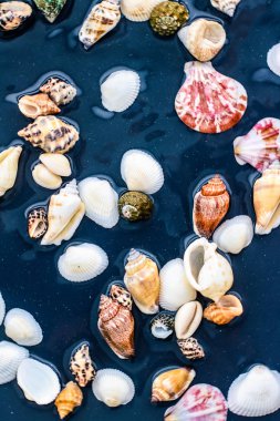 Deniz kabuğu arka plan, yaz hedef ve plaj tatil t