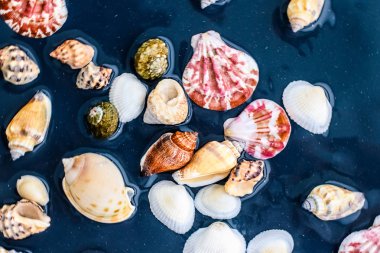 Deniz kabuğu arka plan, yaz hedef ve plaj tatil t