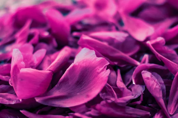 Fondo floral abstracto, pétalos de flores moradas en agua — Foto de Stock