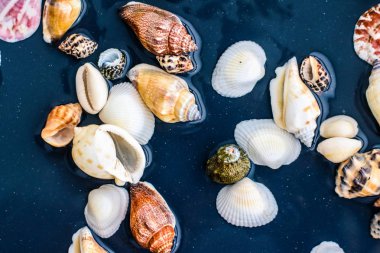 Deniz kabuğu arka plan, yaz hedef ve plaj tatil t