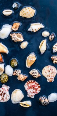 Deniz kabuğu arka plan, yaz hedef ve plaj tatil t