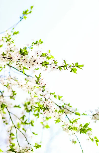 Цветение сакуры весной, белые цветы, как природа backgroun — стоковое фото