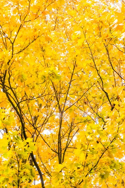 Autumn nature scene background, leaves and trees outdoors Stock Photo