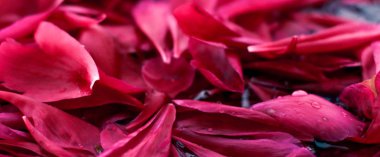 Romantik soyut çiçek arkaplanı, sudaki pembe çiçek yaprakları.