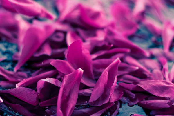 Fondo floral abstracto, pétalos de flores moradas en agua — Foto de Stock