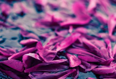 Soyut çiçek arka plan, suda Mor çiçek yaprakları