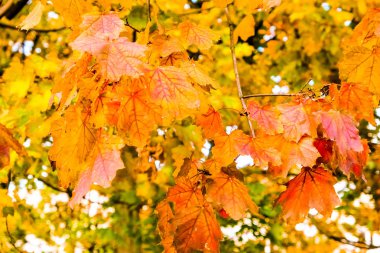 Sonbahar Doğa sahne arka plan, yaprakları ve ağaçlar açık havada