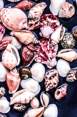 Deniz kabuğu arka plan, yaz hedef ve plaj tatil t