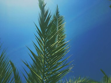 Palmiye yaprakları ve gökyüzü, yaz yolculuğu arka planı