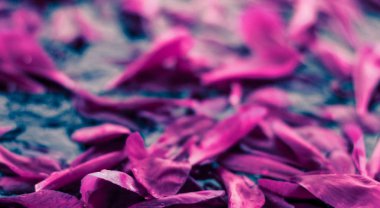 Soyut çiçek arka plan, suda Mor çiçek yaprakları