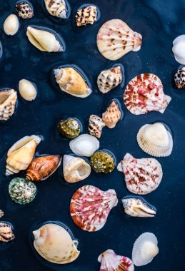 Deniz kabuğu arka plan, yaz hedef ve plaj tatil t