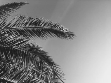 Palmiye yaprakları ve gökyüzü, yaz yolculuğu arka planı