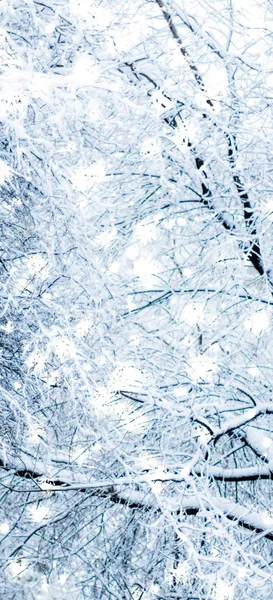 Fondo de vacaciones de invierno, paisaje natural con nieve brillante y co — Foto de Stock