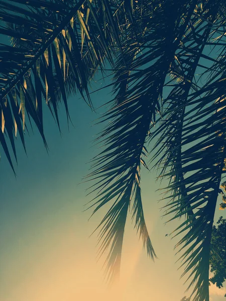 Palm tree leaves and the sky, summertime travel background