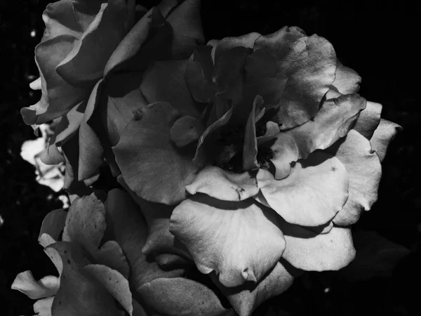 精彩绽放的玫瑰花在日落，花美背沟 — 图库照片