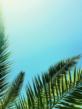 Palmiye yaprakları ve gökyüzü, yaz yolculuğu arka planı