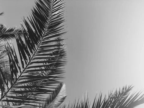 Hojas de palmera y el cielo, fondo de viaje de verano — Foto de Stock