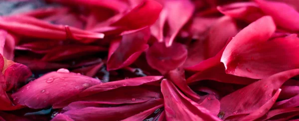 Fondo floral abstracto romántico, pétalos de flores rosadas en agua — Foto de Stock