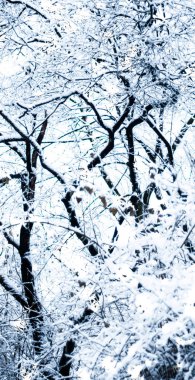 Kış tatili arka plan, parlak kar ve Co ile doğa manzarası