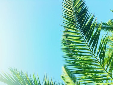 Palmiye yaprakları ve gökyüzü, yaz yolculuğu arka planı