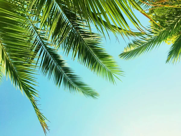 Hojas de palmera y el cielo, fondo de viaje de verano — Foto de Stock