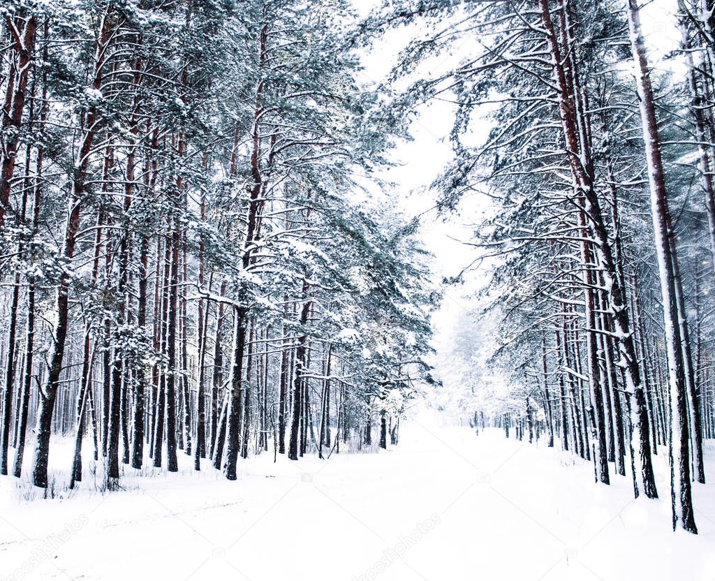 Winter holiday background, nature scenery with shiny snow and co