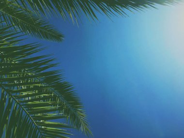 Palmiye yaprakları ve gökyüzü, yaz yolculuğu arka planı