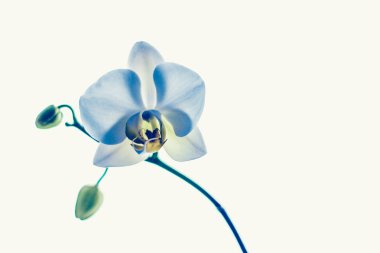 Çiçek açan orkide, soyut çiçek arkaplanı