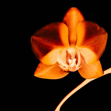 Çiçek açan orkide, soyut çiçek arkaplanı