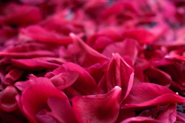 Romantik soyut çiçek arkaplanı, sudaki pembe çiçek yaprakları.