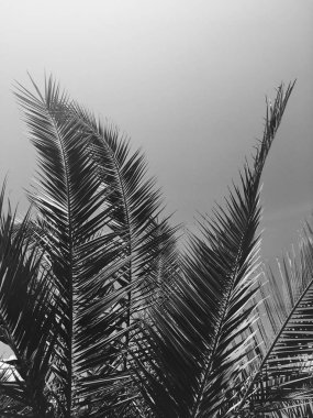 Palmiye yaprakları ve gökyüzü, yaz yolculuğu arka planı