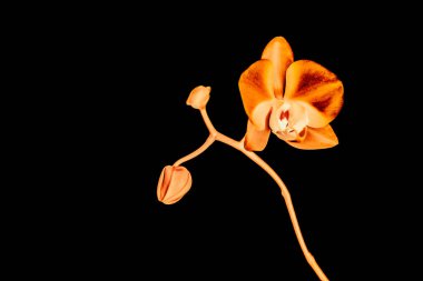 Çiçek açan orkide, soyut çiçek arkaplanı